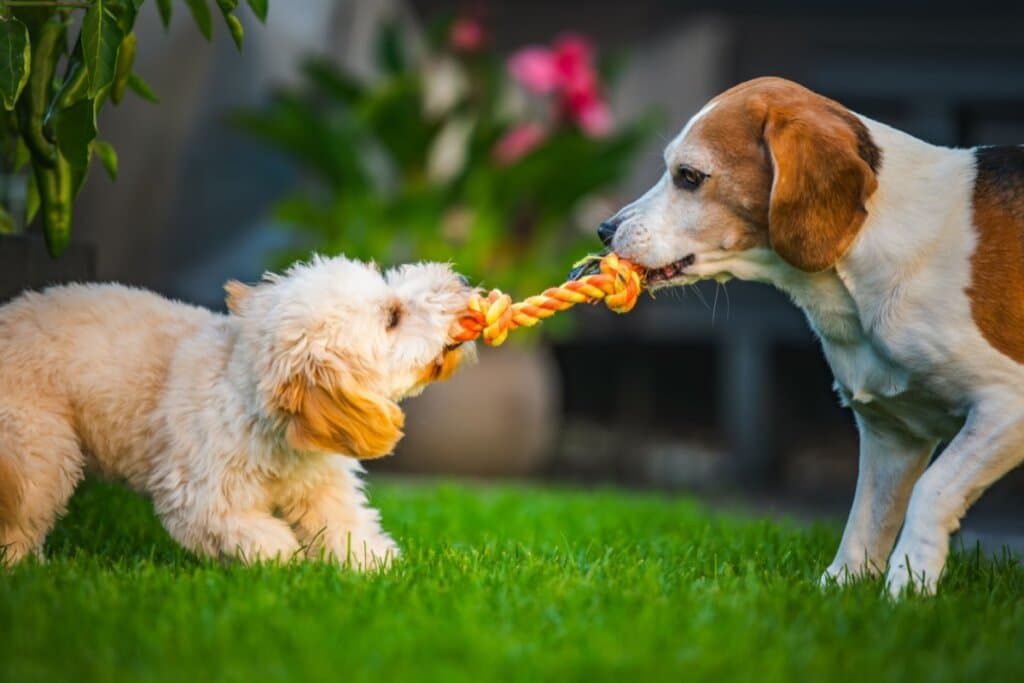Nomes combinando: 10 opções perfeitas para dois cachorros