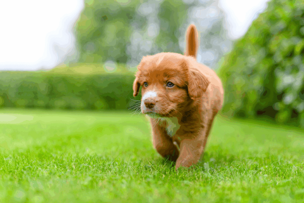 Vai escolher o nome do cachorro? Veja opções bíblicas e seus significados