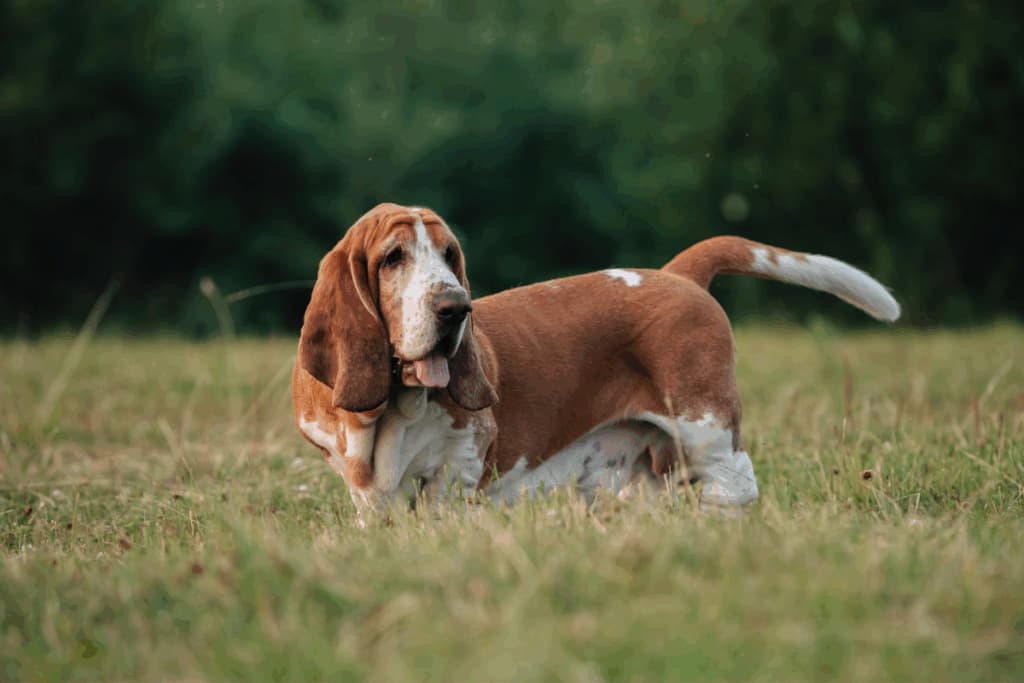 Parece tristeza, mas não é: conheça raças de cachorro com expressão melancólica