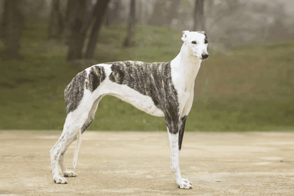 Raças magras: 6 cachorros que se destacam pelo corpo esbelto e atlético