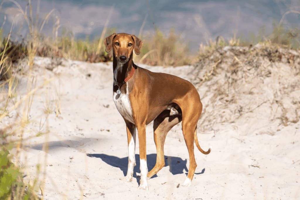 Azawakh: conheça esse antigo cão de caça que se destaca pela aparência magra e elegante