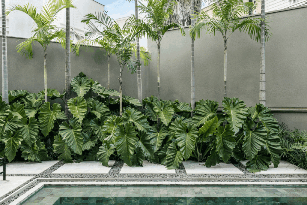 Quer um jardim mais exuberante? Saiba como utilizar filodendros no paisagismo