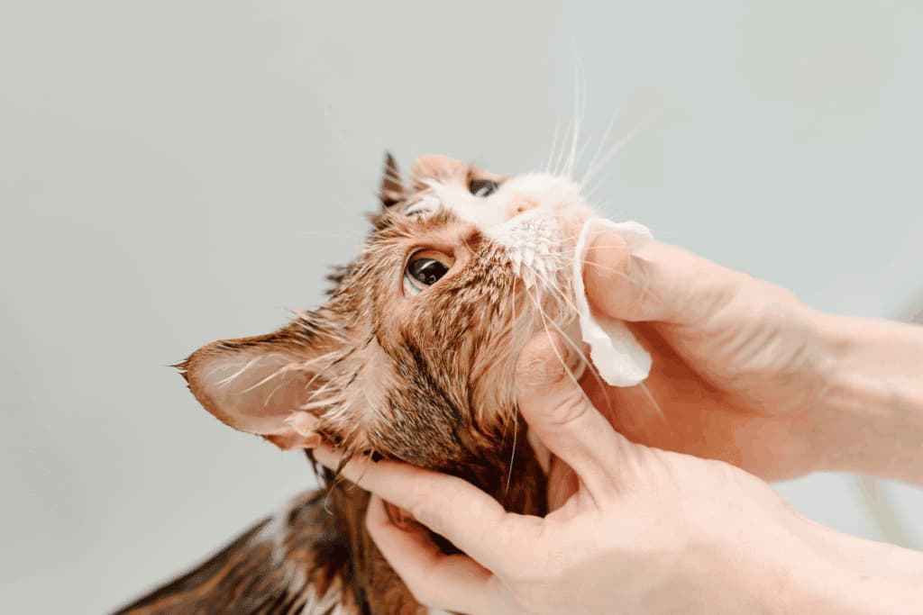 O que causa a acne felina? Saiba como tratar os pontinhos pretos no queixo e nos lábios do gato