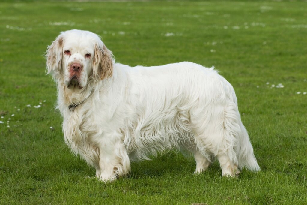 Imagem de um cão da raça clumber spaniel de pelagem branca em pé em um gramado