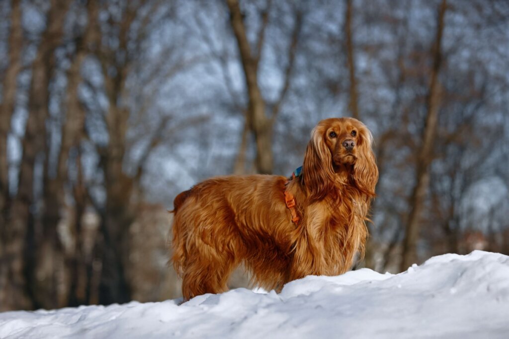 Imagem de um cão da raça cocker spaniel inglês em pé na na neve