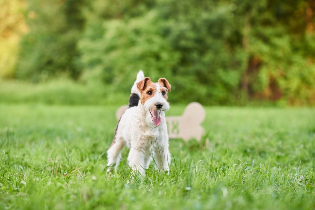 Imagem de um cão da raça wire fox terrier em pé em um gramado