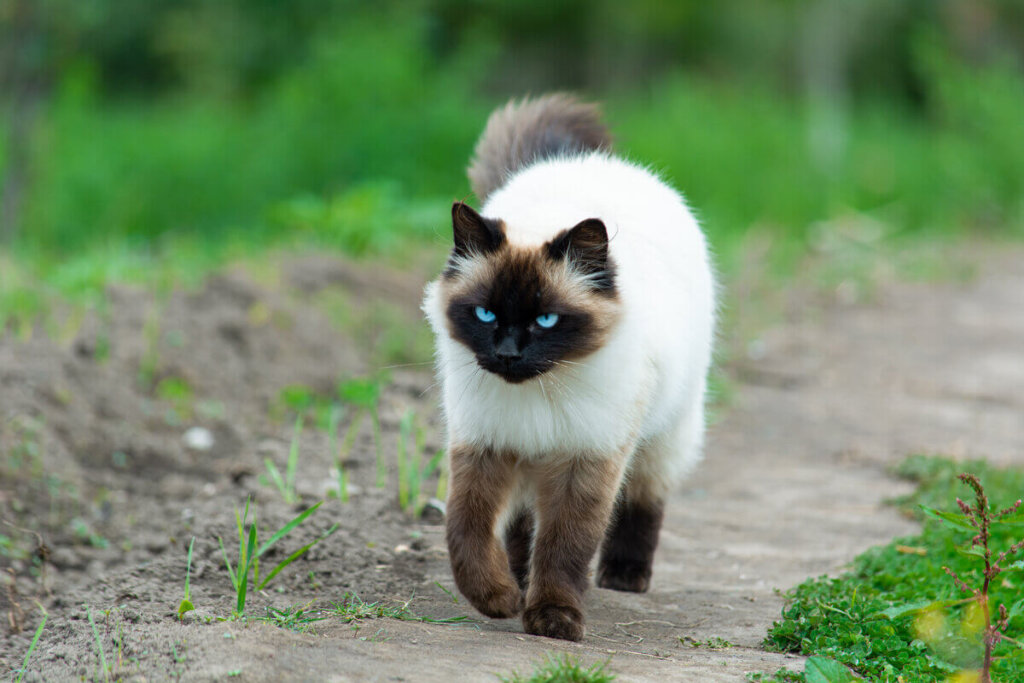 Gato com a pelagem preta e branca e marrom andando em parque ao ar livre