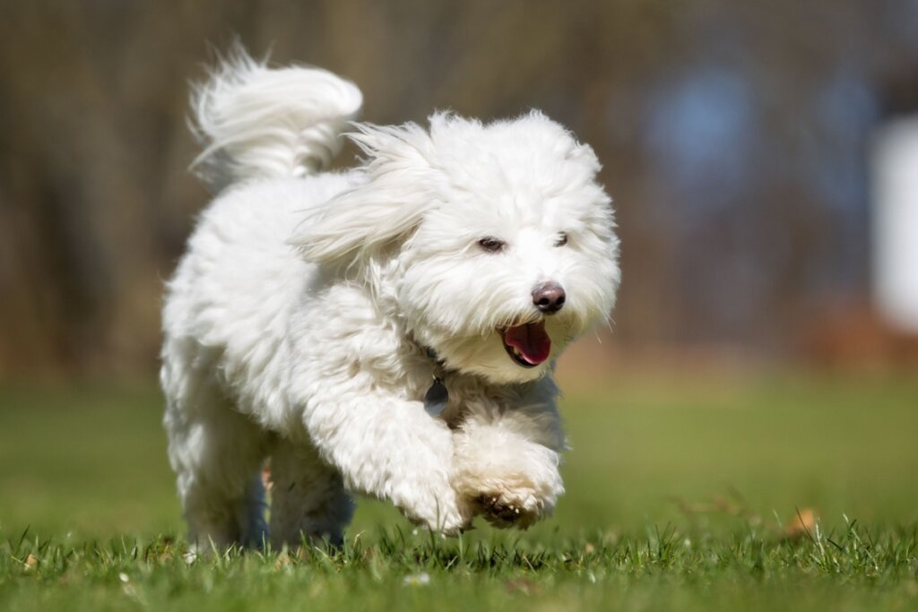 Cachorro da raça coton de tulear correndo na grama
