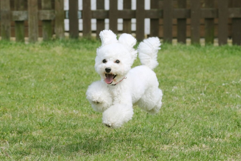 Cachorro da raça poodle toy com pelagem branca correndo na grama