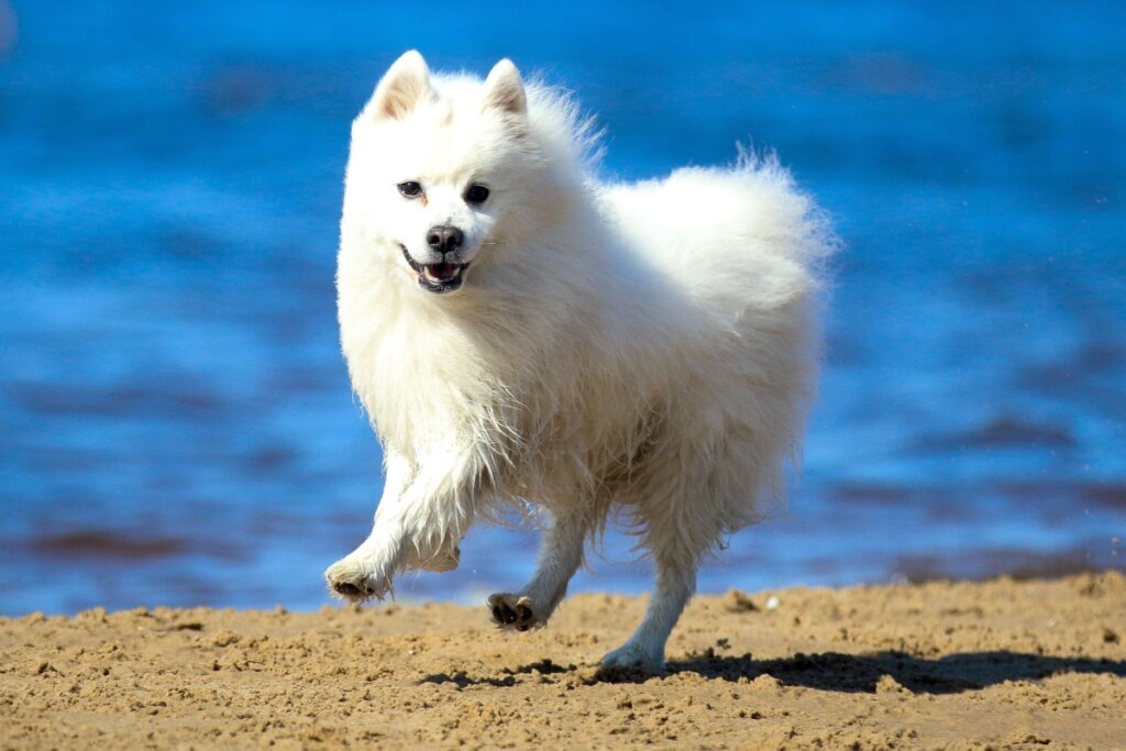Spitz branco japonês correndo em areia de praia